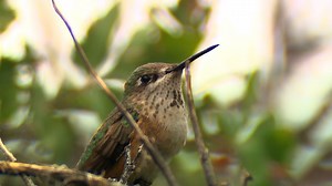 Female Rufous Hummingbird! How can something so small be so fascinating to watch!🐦🐦🐦🐦🐦🐦🐦🐦🥰🥰 | Variety Home Decor