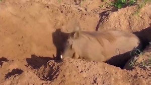 3.6K views · 27 reactions | African Wildlife In Action! Warthog Tossing Leopard To The A… Xem thêm | PPP Hazara Division | Facebook