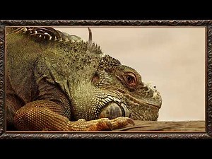 Majestic Iguana Close Up 🦎 | Relaxing Reptile TV Art Screensaver 4K 1 Hour