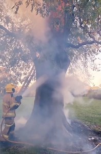 6.3K views · 21 reactions | Firefighters tackled an unusual blaze after sparks from a bonfire set a 100-foot hollow tree alight near Church Stretton in Marshbrook | Shropshire Star | Facebook