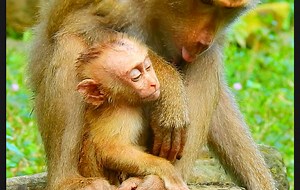 Pitiful baby Leo really exhausted conditions no milk long | Monkey Mister