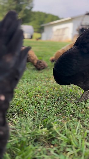 Cute chicken noises for for your Wednesday. #chickennoise #chickens #chickens #fluffybutt #cute #cluck #fresheggsdaily #fresheggs #backyardchickens #freerange #happychickens #farmanimals | The Dam Farm