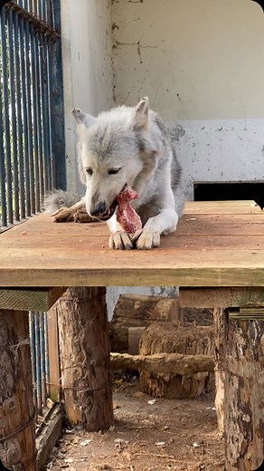 33K views · 1.2K reactions | 旭川市旭山動物園（Asahiyama Zoo） on Reels | Facebook