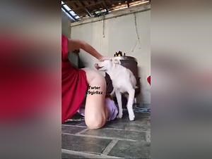 animalistic delights : dog fuck extreme