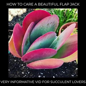 34K views · 538 reactions | This is a very informative video about how to care a Flab Jacks, which are so cool looking with their red edges providing a splash of color to our boring green gardens  Hope you enjoy! | Succulent Journal | Facebook