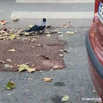 cioara încearcă să spargă nuca
