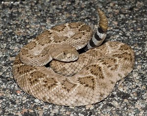 Western diamondback rattlesnake - Alchetron, the free social encyclopedia