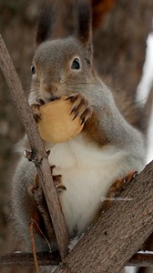 26K views · 341 reactions | Furry squirrel eating a walnut #squirrel #furry #walnut #rodent #cute #eat #nature #wildlife HA13141 | HAWI Studios | Facebook