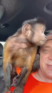 Monkey making Friends #monkey #friends #cute #fun | MonkeyBoo