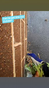 20 foot tall weed gets pulled out CLEAN! #satisfying | Tim The Lawnmower Man