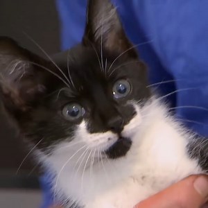 672K views · 36K reactions | A 2-month-old kitten is found in a box in an incredibly hot Australian day Will she suffer from a life-threatening heatstroke or will she live to find a loving family? | Bondi Vet | Facebook