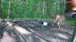 6.1K views · 267 reactions | We saw the first fawn of the season this morning on Wildlife Cam 2. Enjoy! | PixCams | Facebook