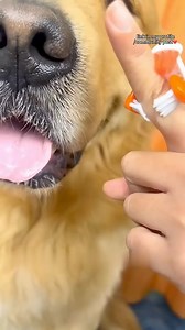 4.6K views · 15 reactions | Soft bristles, vanilla toothpaste, and a happy pet—perfect dental care!✨ Shop Nowhttps://cutt.ly/1eWLxCR9 | DHgate Pro | Facebook