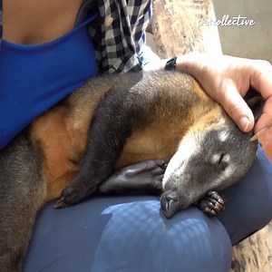 Just some coati cuddles to brighten up your feed! | The Pet Collective