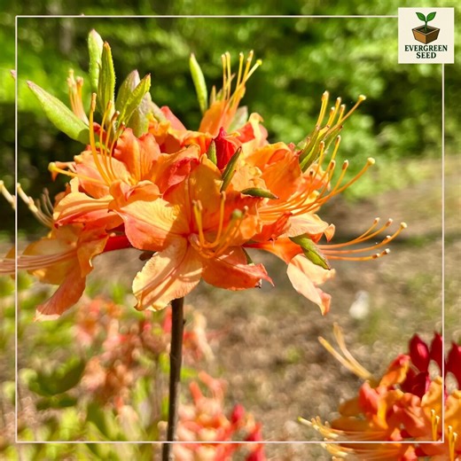 Tallulah Sunrise Azalea Starter Plant: Live Orange Flowering Shrub - Etsy