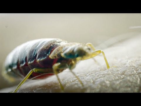 The Terror of a Bed-Bug Infestation | Pest Controllers in Action