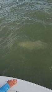 4K views · 121 reactions | Big lemon shark for Jan while we were tarpon fishing! Unfortunately their numbers have increased dramatically and they're a big problem eating other species of fish in our area. #shark #lemonshark #sharkfishing #everglades #bnmu #islamoradafishing #floridakeysfishing @budnmarysmarina @stanzfishing @ownerhooks @gustoybox @contenderboatsofficial | Islamorada Tarpon Fishing | Facebook