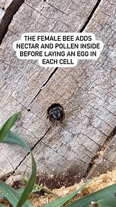 incroyable nature : Les mégachilidés Le genre Megachile compte les "abeilles coupeuses de feuilles" L'abeille coupeuse de feuille, ou mégachile, coupe de petits morceaux de feuilles pour préparer le nid de sa progéniture. Ce nid est installé dans un petit trou, au sol, dans un arbre ou dans une maison à abeilles installée par les humains. https://www.lesdorloteurs.fr/les-megachiles-ces-abeilles-sauvages-qui-poinconnent-les-feuilles-de-nos-jardins/ SOURCE de la vidéo https://www.instagram.com/art