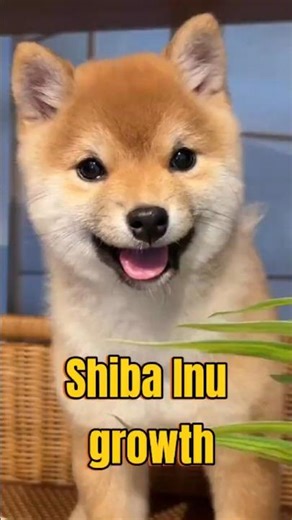 This is how a Shiba Inu grows up!