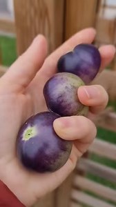 60K views · 396 reactions | Mancare de gogonele cu oua la capac....