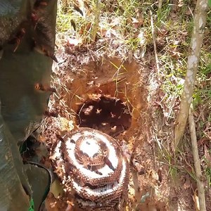 Digging Hornet Nest 3.5KG in the forest | Wasp nest excavation | Bees Reels