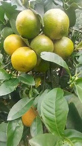 252K views · 1.8K reactions | #Receta natural para tratar el #hígado...