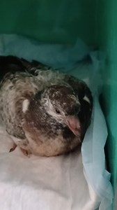 so the first batch of Gowanus Bridge pigeons have returned to their flock, and we are on standby as the maintenance work progresses to help out with more if necessary. We applaud the actions of the young man who is monitoring this project and saving so many birds. This little bird was exceptionally pretty and they are all super cute!! | Save The Animals Rescue (STAR) Foundation