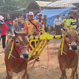 18K views · 189 reactions | Karapan Sapi Tim Hajar Boss Bersama Sapi Andalannya. | Kerapan Sapi Madura | Facebook