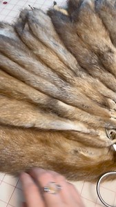 Starting on a muskrat order today! . #furtrapping #trapline #beavertrapper #beavertrapping #coyotehunting #coyotetrapping #foxtrapping #predatorhunting #predatortrapping #trapping #deerhunting #furhandling #raccoontrapping #safariclub #coondog #oddities #bearhunt #bearhunting #meateater #fuledbynature #taxidermy #taxidermist #furrier #fursewing #hidetanning #tannery #hunting #hunter #biggamehunter | Darling Leather And Fur