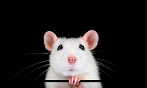 Sexing Rats: Here's How To Do It Right