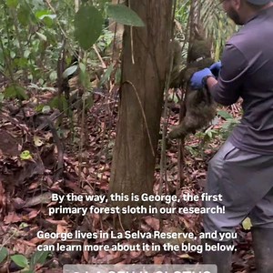 724 reactions · 15 shares | The Sloth Conservation Foundation on Reels | Facebook