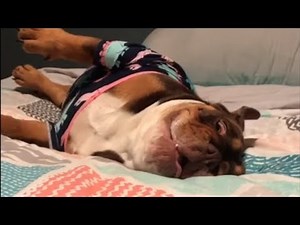 Bulldog puppy protests bedtime with epic temper tantrum
