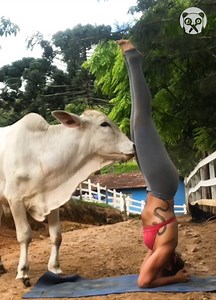 Doing Yoga with animals | Bored Panda Animals