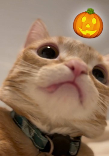 Exploring Fun Cat Treats and Memes for Cat Lovers