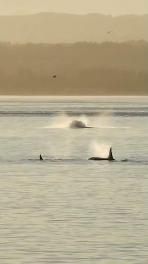 Orca Whale Breaching | Pacific Northwest | Lindblad Expeditions