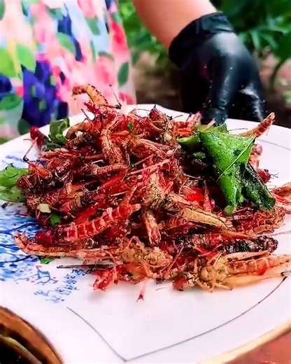The art of cooking grasshoppers! | PittBulls