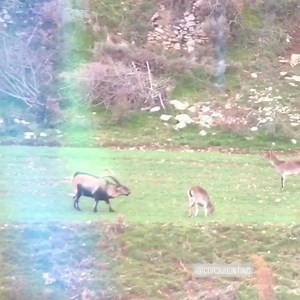 Ibex #hunting | Markhor Hunting