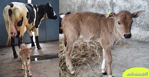 സങ്കരയിനം പശുവിന് ജനിച്ചത് വെച്ചൂർകുട്ടി: ആദ്യത്തെ വെച്ചൂർ ടെസ്റ്റ്ട്യൂബ് കുട്ടിക്ക് ജന്മമേകി മാട്ടുപ്പെട്ടി ഫാം