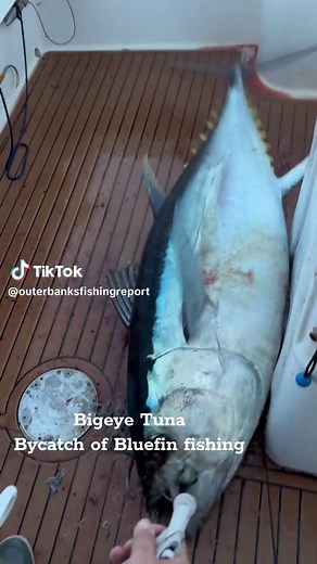 outer banks fishing report on TikTok