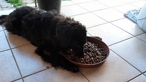 Barka lakoma :) | Kutyaovi Állatvédő Egyesület