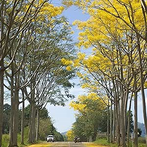 CHUXAY GARDEN 8 Seeds Yellow Jacaranda Mimosifolia Tree-Black Poui,Nupur,Fern Tree,Green Ebony Tree Privacy Screen Outdoor Flowering Plant