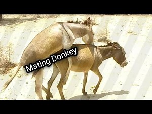 donkey mating season || full Mating video