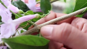 How to grow Garlic Vine from stem cutting | Backyard Gardening
