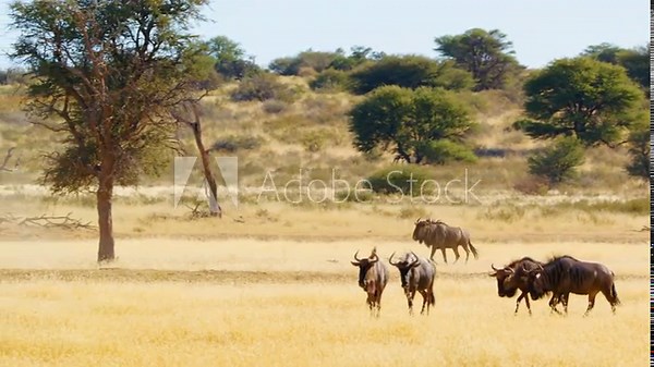 Blue Wildebeest Adult Herd Running Trotting Dry Season in South Africa
