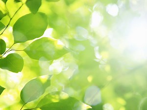 Annual Spring Clean-Up Day Hosted by Elmhurst