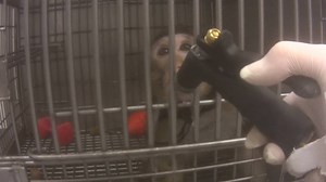 Monkeys beg for water at ITR Laboratories in Montreal. During LCA’s 2016 undercover investigation at ITR Laboratories Canada, LCA’s investigator discovered four monkeys begging for water. One of the monkeys grabbed the hose held by LCA’s investigator and motioned it towards her mouth indicating her need for water. All four monkeys cried desperately for water and drank insatiably when offered the hose. LCA’s investigator discovered the water main was improperly set up and the monkeys had not been