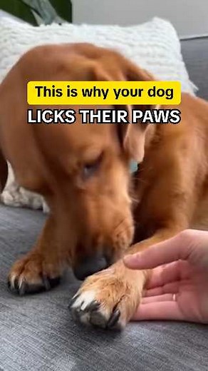 14 reactions | Vet reveals why your dog licks their paws and what you can do to help!  Learn more below | Pawfy | Facebook