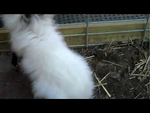 Male double maned Lion head Rabbit