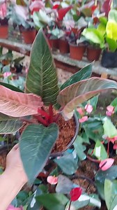 PINK BERKINS. DALI BARATO RA | Rosel Canda Estrada