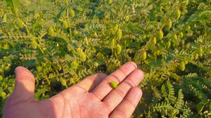 Description of gram crop in Punjab | Muaaz Ullah